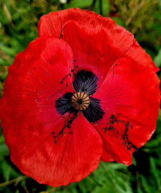 Free Flower Red photo and picture