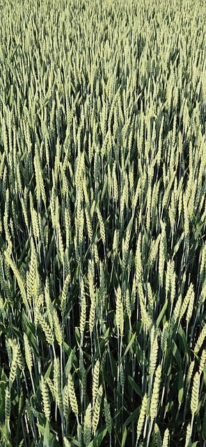 Free Wheat Spike photo and picture