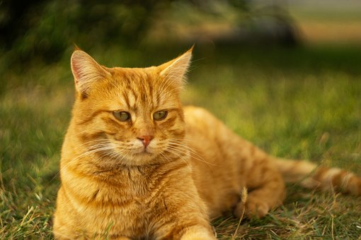Free Cat Animal photo and picture