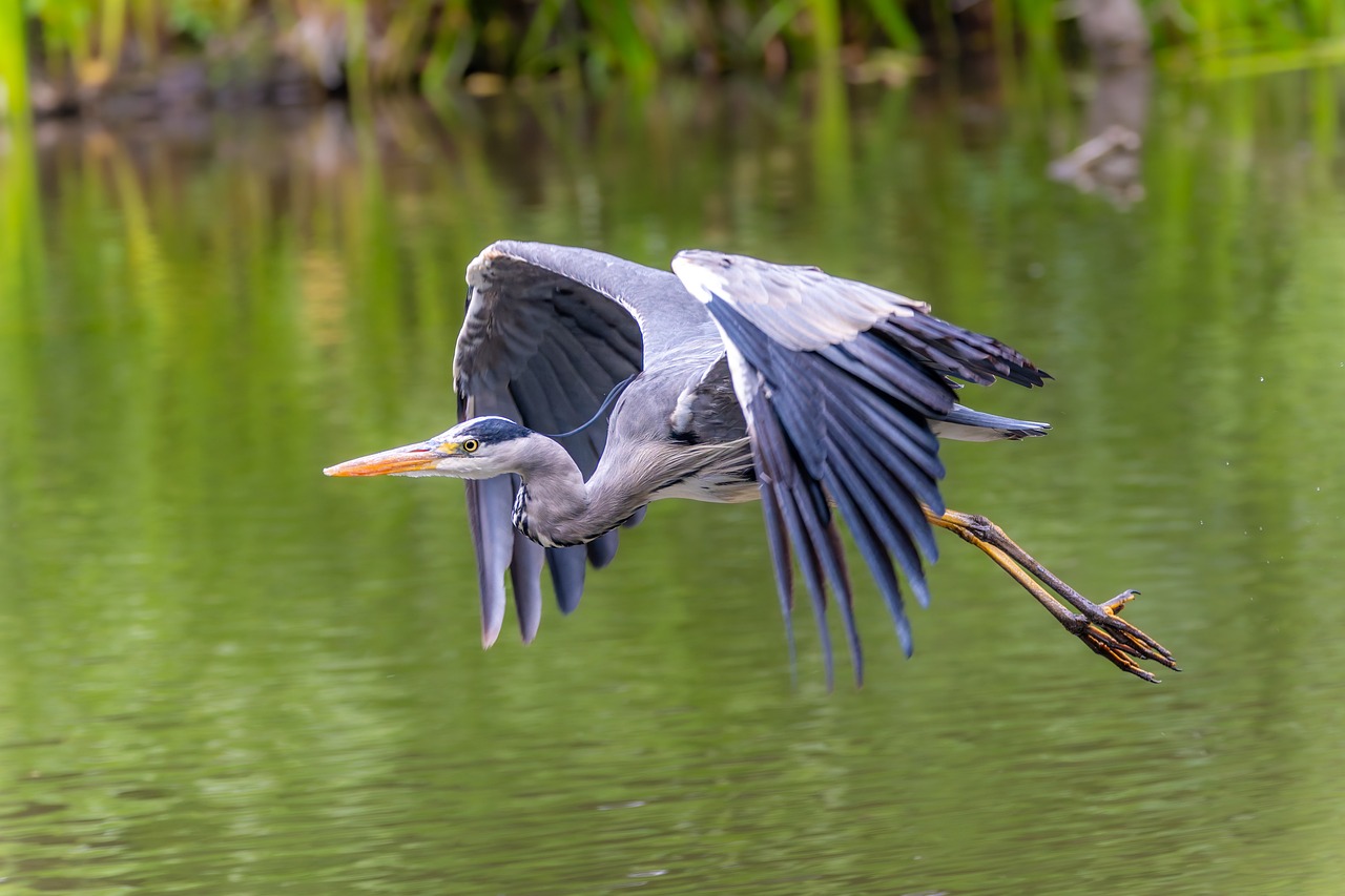 Grey Heron Bird Flying Free Photo On Pixabay