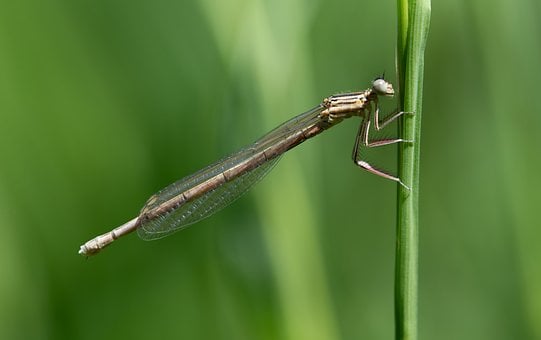 Free Dragon-Fly Feather Dragonfly photo and picture