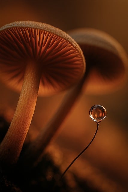 Free Huba Nature illustration and picture