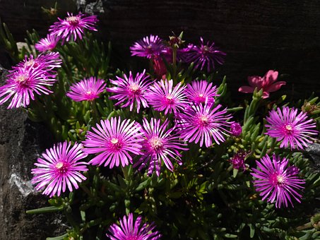 Free Flower Wind photo and picture