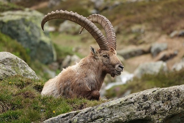 Free Capra Ibex Horns photo and picture