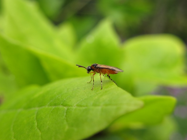Free Sawfly Close Up photo and picture