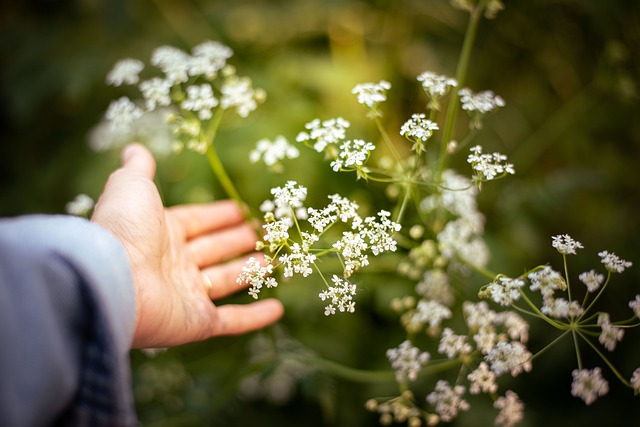 Modlitba, Botanický, Uklidněný, Spojení