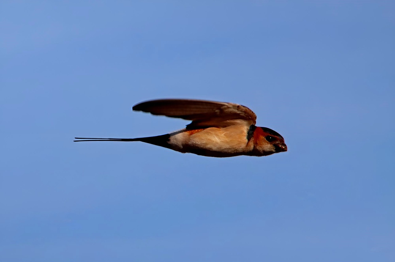 schwalbe-vogel-fliegen-kostenloses-foto-auf-pixabay