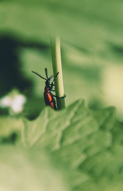 Free Beetle Insect photo and picture
