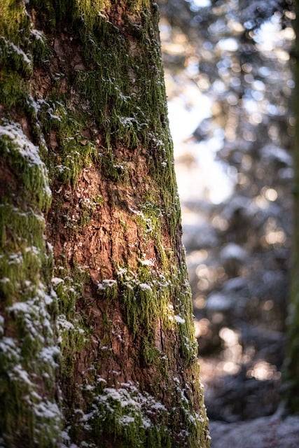 Free Forest Tree photo and picture