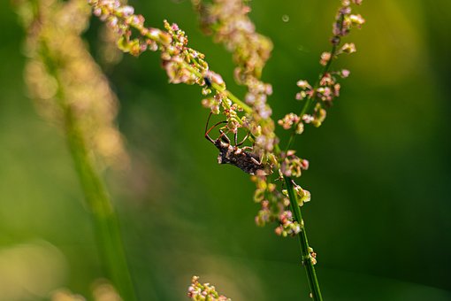 Free Insect Macro photo and picture