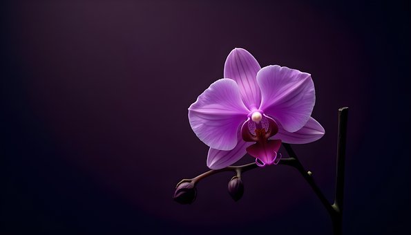 Free Orchid Flower Purple Orchid illustration and picture