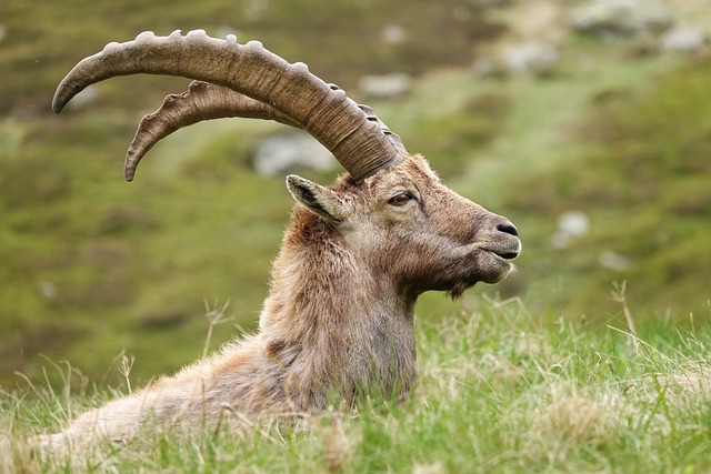 山羊山羊Ibex 阿尔卑斯山- Pixabay上的免费照片