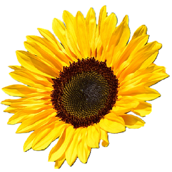 Free Sunflower Flower illustration and picture