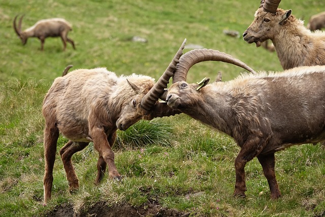 Free Ibex Capra Ibex photo and picture