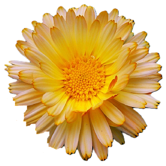 Free Flower Marigold illustration and picture
