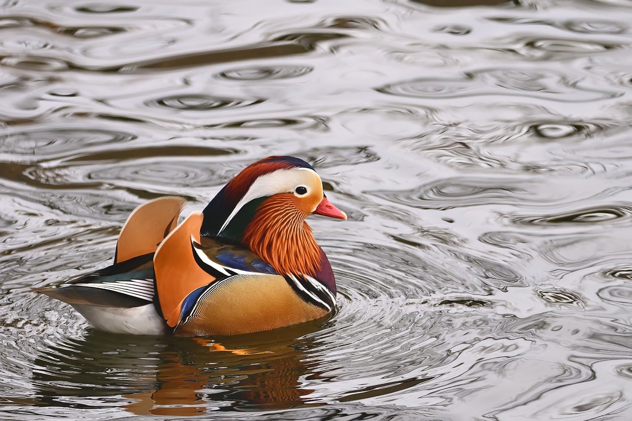Download free HD stock image of Mandarin Ducks Water Bird Free Mandarin Ducks Water Bird photo and picture