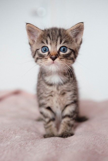 Gato, Gatinho, Bicho De Estimação