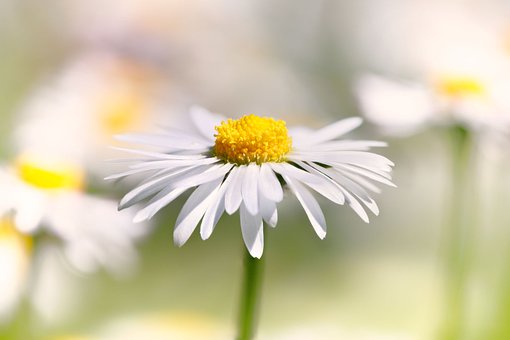 Free Daisy Flower photo and picture