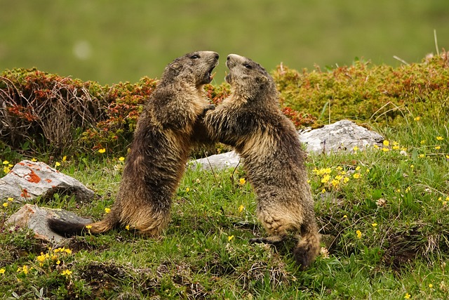 Free Marmots Alps photo and picture