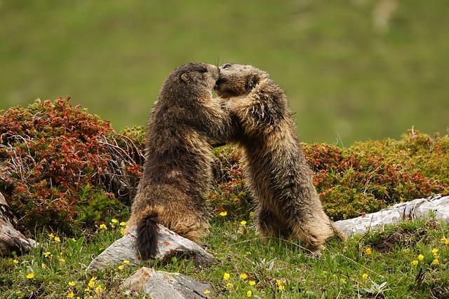 Free Marmots Alpine Marmots photo and picture