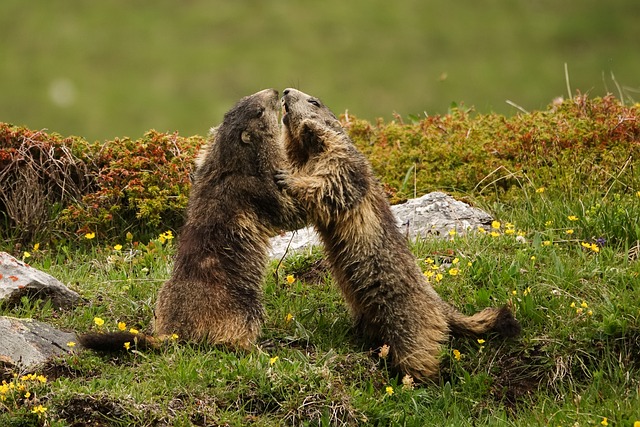 Free Alps Alpine Marmot photo and picture