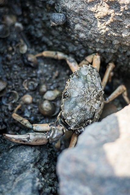 Free North Sea Crab photo and picture