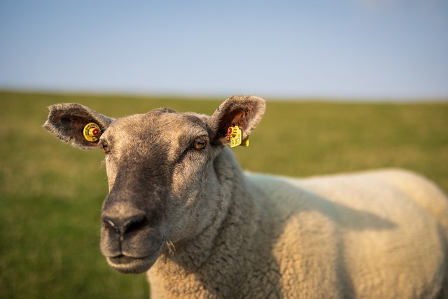 Free Nature Sheep photo and picture