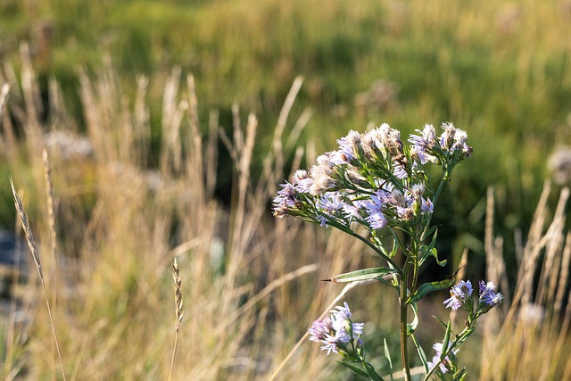 Free North Sea Grass photo and picture