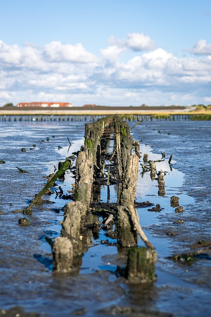 Free North Sea Watt photo and picture