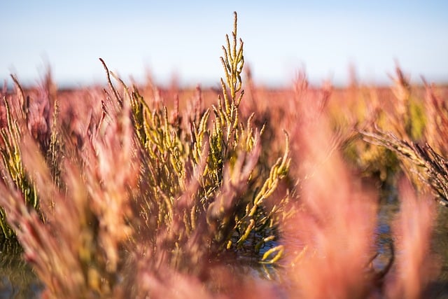 Free North Sea Seagrass photo and picture