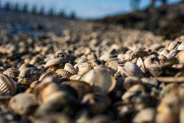 Free Shells Beach photo and picture