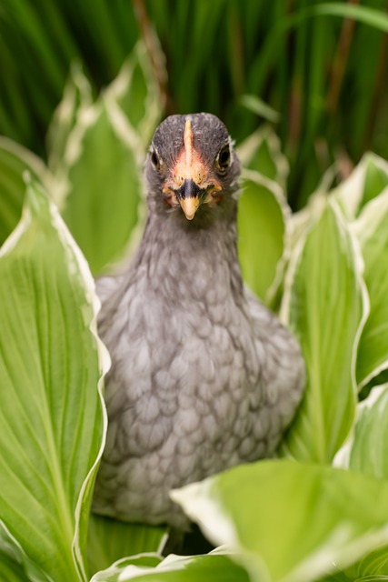 Free Chicken Farm photo and picture