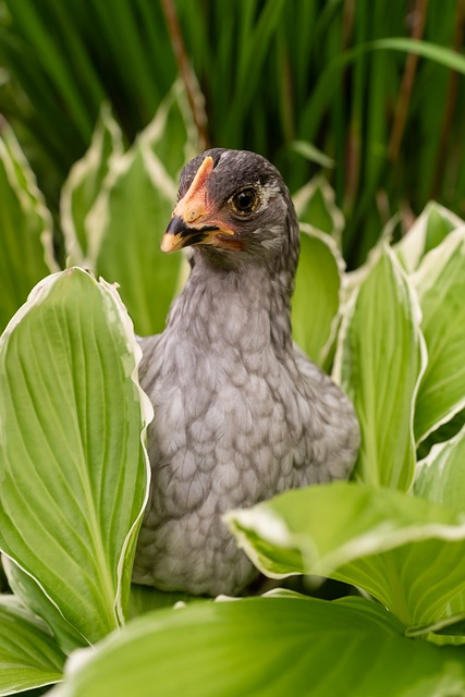 Free Chicken Farm photo and picture