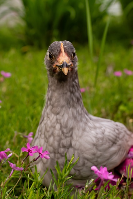 Free Chicken Farm photo and picture