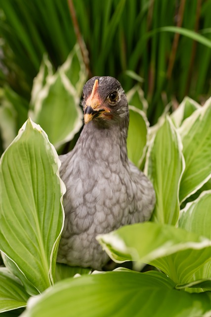 Free Chicken Farm photo and picture