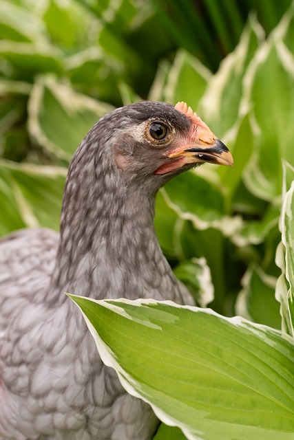 Free Chicken Farm photo and picture