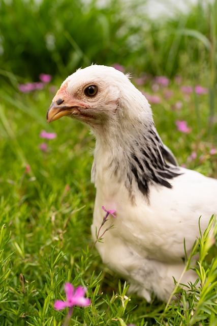 Free Chicken Farm photo and picture