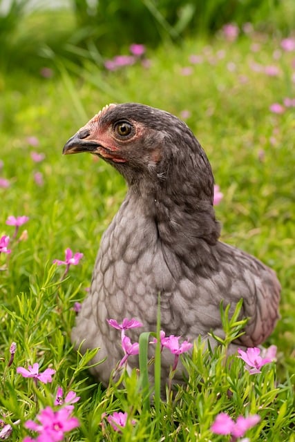 Free Chicken Beautiful Flowers photo and picture