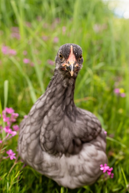 Free Chicken Farm photo and picture