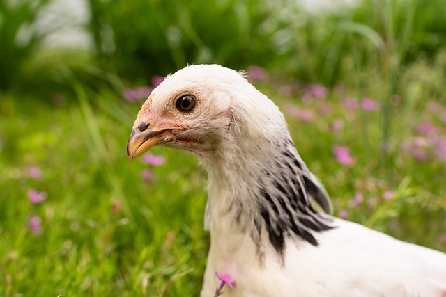 Free Chicken Farm photo and picture