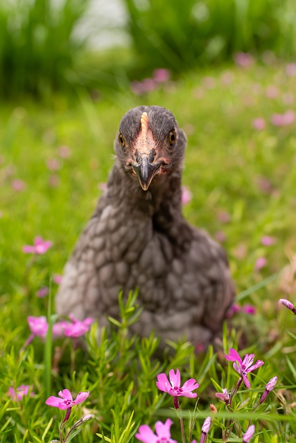 Free Chicken Farm photo and picture