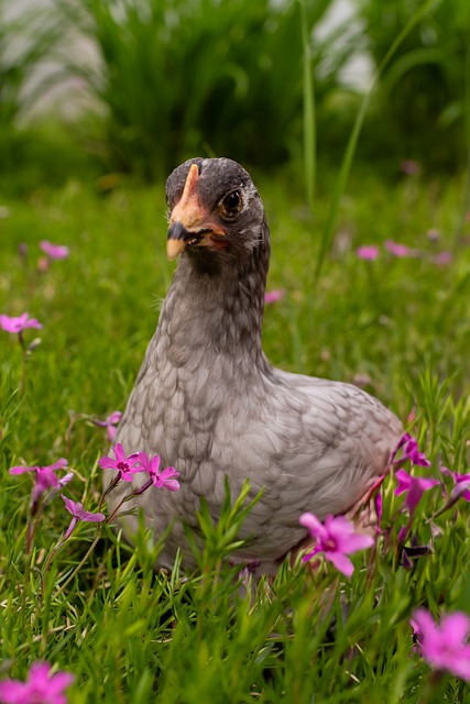 Free Chicken Farm photo and picture
