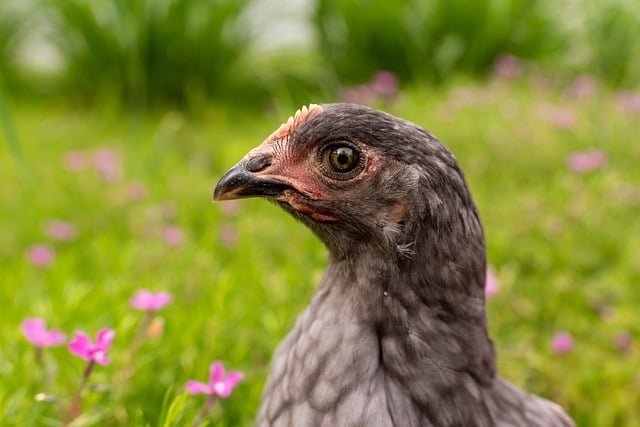 Free Chicken Farm photo and picture