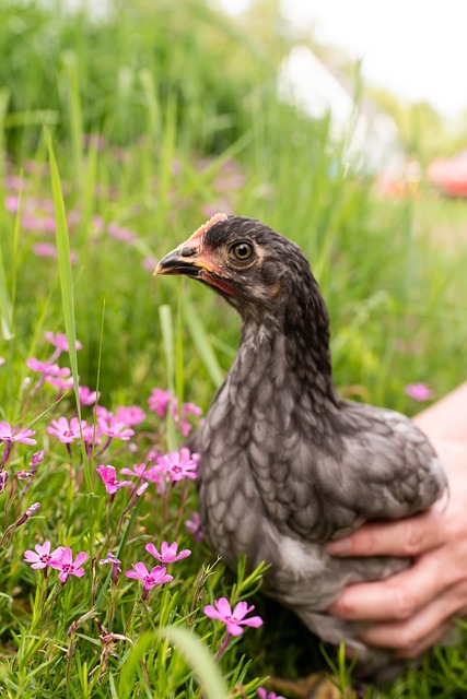 Free Chicken Farm photo and picture