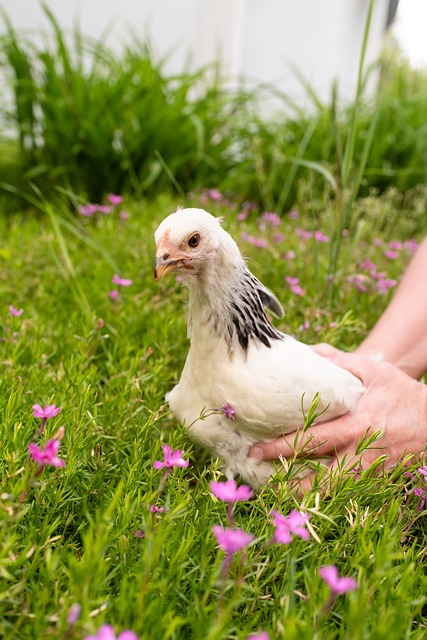 Free Chicken Farm photo and picture