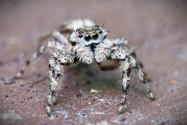 Free Jumping Spider Arachnid photo and picture