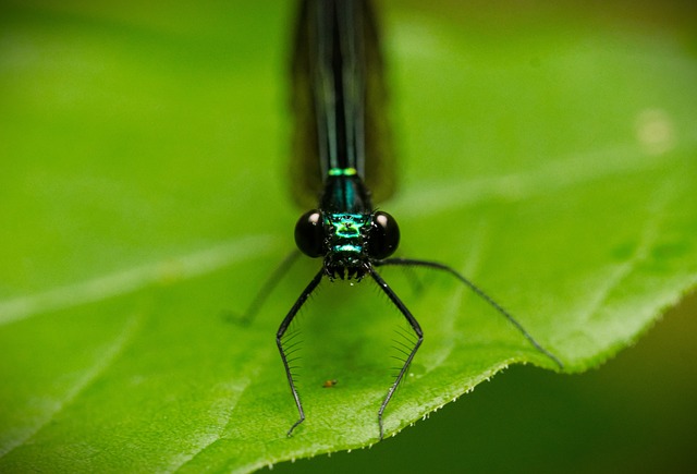 Free Damselfly Ebony Jewelwing photo and picture