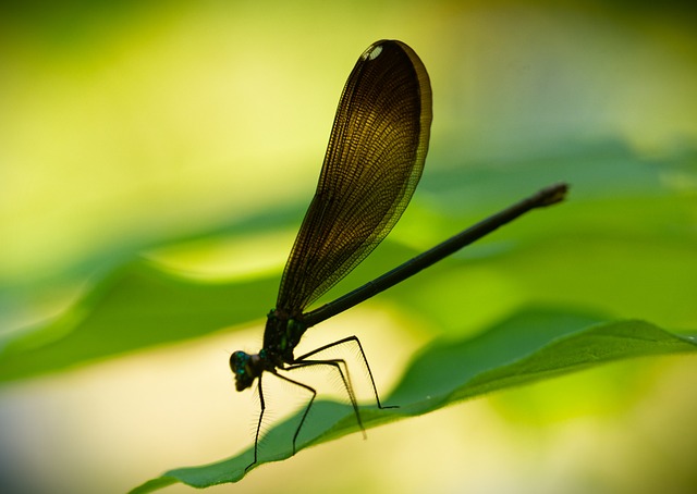 Free Damselfly Ebony Jewelwing photo and picture