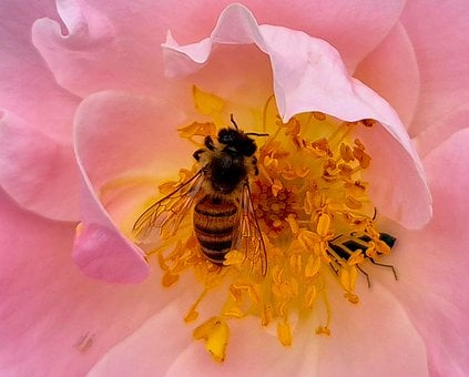 Free Flower Blossom photo and picture