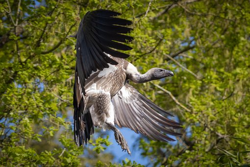 Free Vulture Bird Of Prey photo and picture